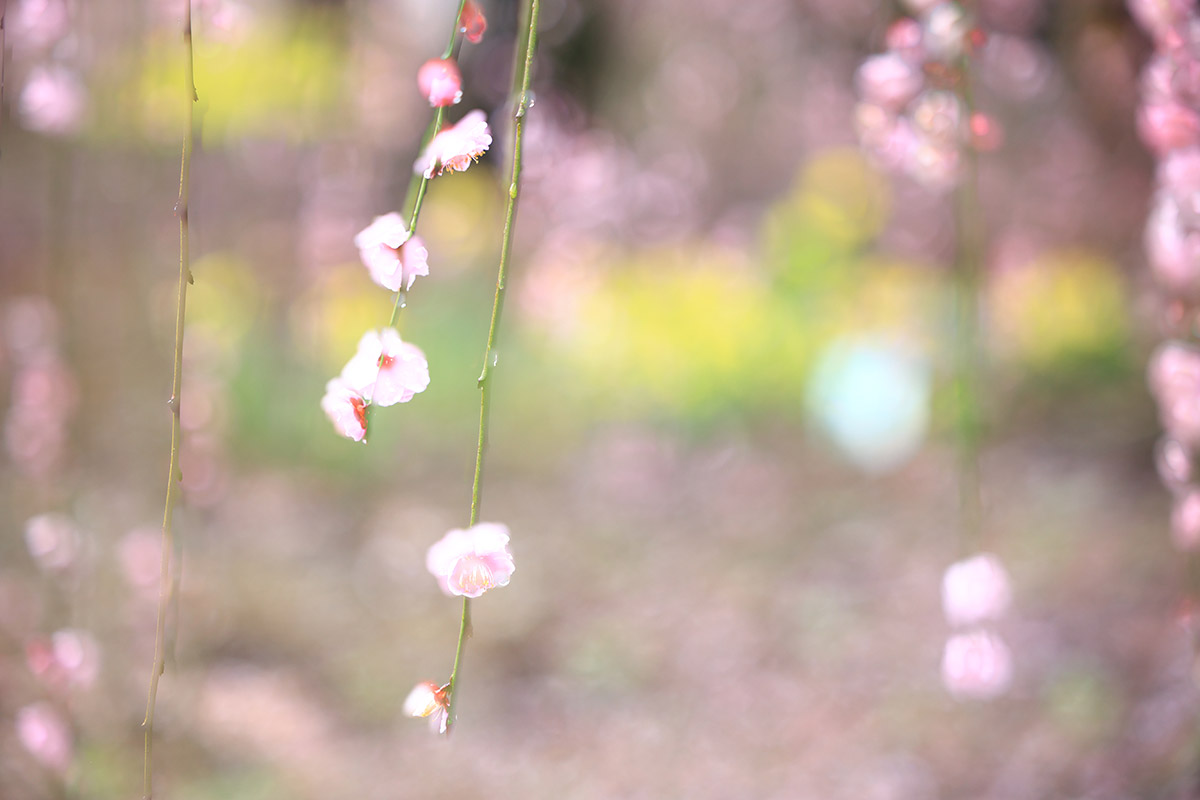 鈴鹿の森庭園